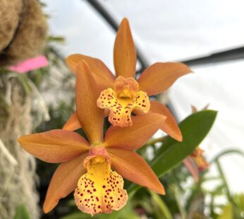 Hybrids – Gigantea Orchids