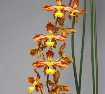 Trichocentrum stacyi (Oncidium stacyi) – BS Without Flower Spikes Mounted.
